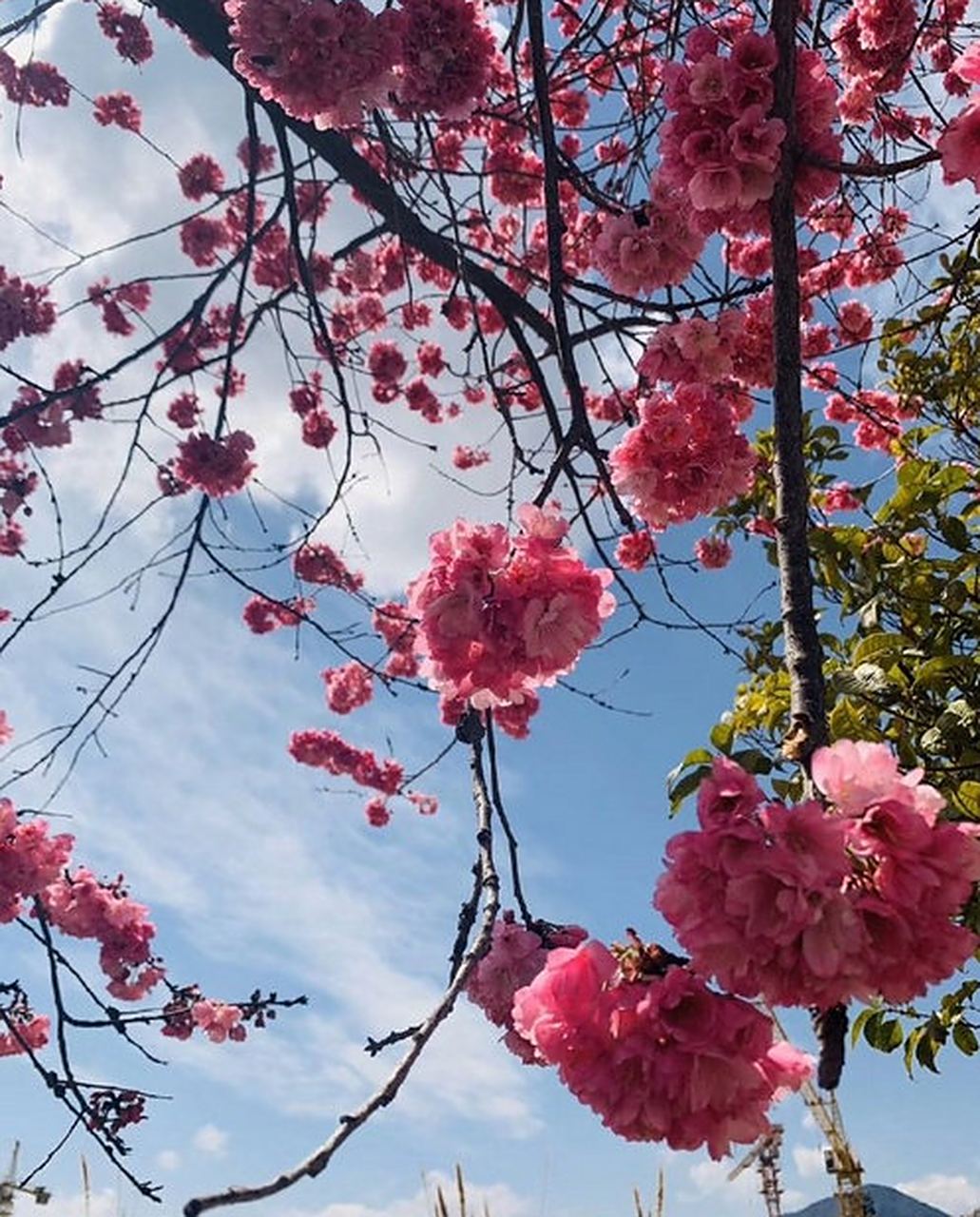 樱花负众望击败对手，取得胜利