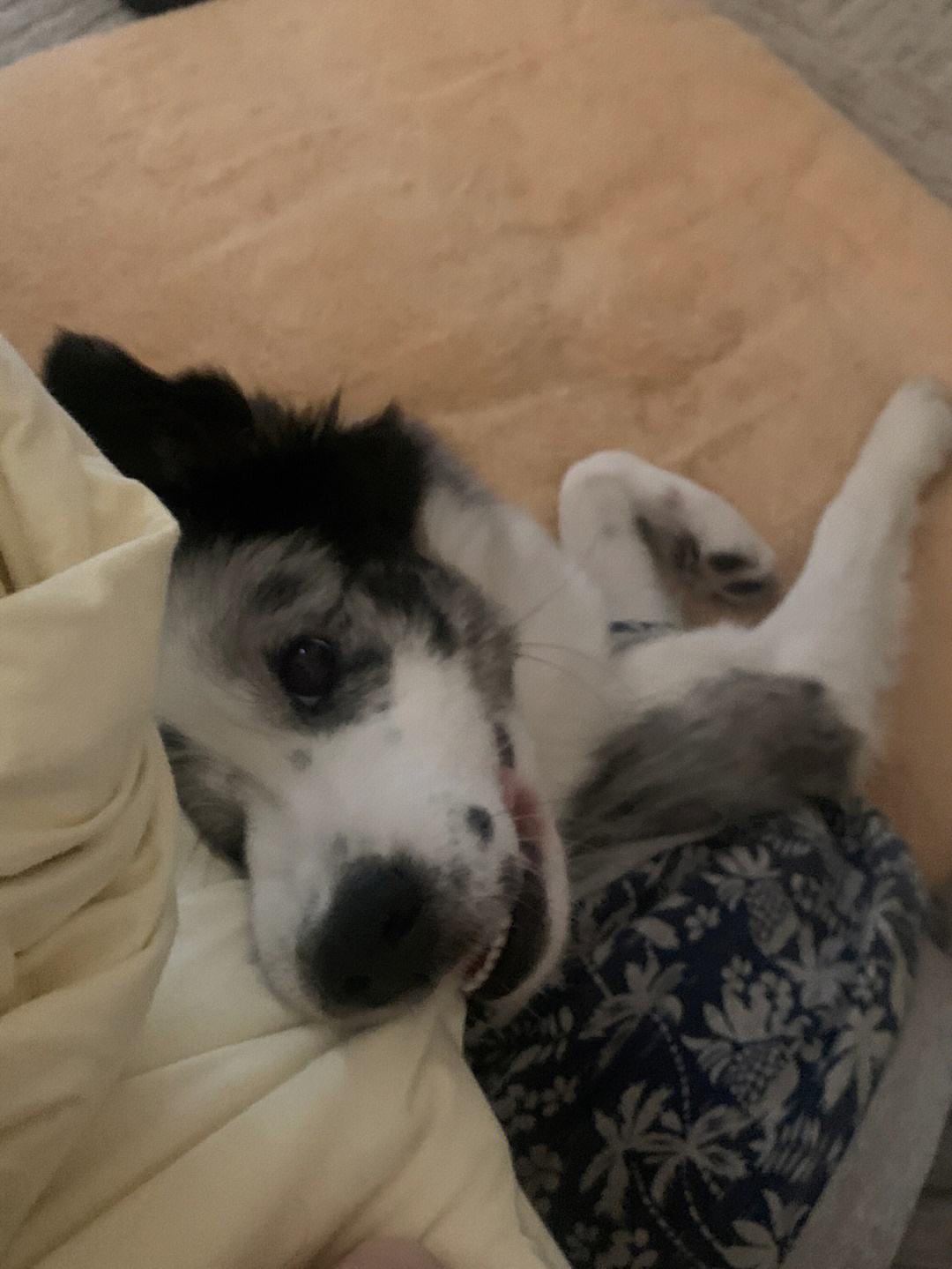 华体会网页版登录入口-猛狗队主场不败记录被打破，失利令人遗憾的简单介绍